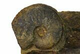 Iron Replaced Ammonite Fossils - Boulemane, Morocco #164466-2